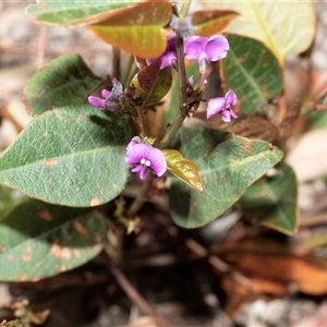Hardenbergia violacea at Bruce, ACT - Yesterday by AlisonMilton