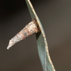 Conoeca or Lepidoscia (genera) IMMATURE at Bruce, ACT - Yesterday by AlisonMilton