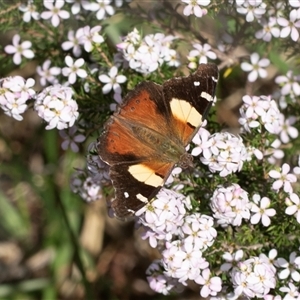 Vanessa itea (Yellow Admiral) at Bruce, ACT - Yesterday by AlisonMilton
