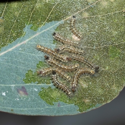 Uraba lugens (Gumleaf Skeletonizer) at Bruce, ACT - 10 Oct 2025 by AlisonMilton