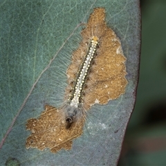 Uraba lugens (Gumleaf Skeletonizer) at Bruce, ACT - 10 Oct 2025 by AlisonMilton