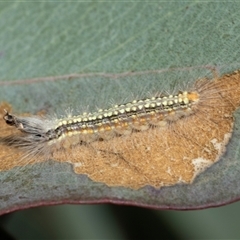 Uraba lugens at Bruce, ACT - 10 Oct 2025 08:47 AM