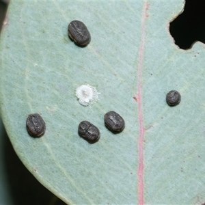 Unverified Unidentified Insect Gall at Bruce, ACT - Yesterday by AlisonMilton