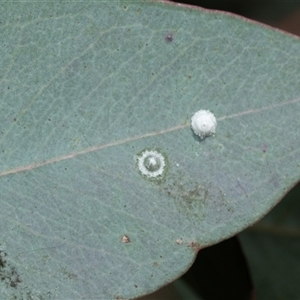 Glycaspis sp. (genus) at Bruce, ACT - Yesterday by AlisonMilton