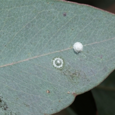 Glycaspis sp. (genus) (Unidentified sugary lerp) at Bruce, ACT - 10 Oct 2025 by AlisonMilton