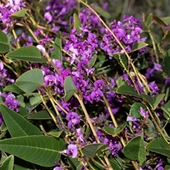 Hardenbergia violacea (False Sarsaparilla) at Bruce, ACT - 10 Oct 2025 by AlisonMilton