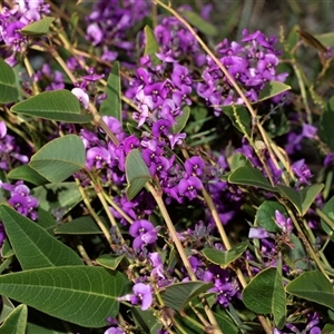 Hardenbergia violacea at Bruce, ACT - Yesterday by AlisonMilton