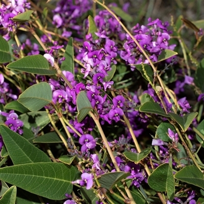 Hardenbergia violacea (False Sarsaparilla) at Bruce, ACT - 10 Oct 2025 by AlisonMilton