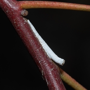 Chaetophyes compacta (Tube spittlebug) at Bruce, ACT - Yesterday by AlisonMilton
