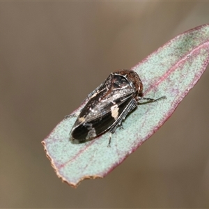 Eurypella tasmaniensis (Eurypella tasmaniensis) at Bruce, ACT - Yesterday by AlisonMilton
