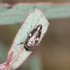 Eurypella tasmaniensis at Bruce, ACT - 10 Oct 2025 08:53 AM