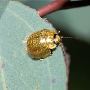 Paropsisterna cloelia (Eucalyptus variegated beetle) at Bruce, ACT - Yesterday by AlisonMilton
