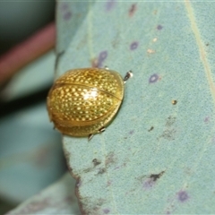 Paropsisterna cloelia at Bruce, ACT - 10 Oct 2025 09:15 AM