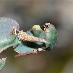Conoeca or Lepidoscia (genera) IMMATURE (Unidentified Cone Case Moth larva, pupa, or case) at Bruce, ACT - 10 Oct 2025 by AlisonMilton