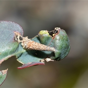Conoeca or Lepidoscia (genera) IMMATURE at Bruce, ACT - Yesterday by AlisonMilton