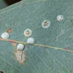 Glycaspis sp. (genus) (Unidentified sugary lerp) at Bruce, ACT - 10 Oct 2025 by AlisonMilton