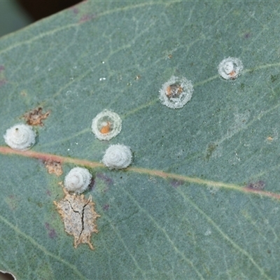 Glycaspis sp. (genus) (Unidentified sugary lerp) at Bruce, ACT - 10 Oct 2025 by AlisonMilton