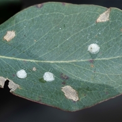 Glycaspis sp. (genus) at Bruce, ACT - 10 Oct 2025 09:10 AM