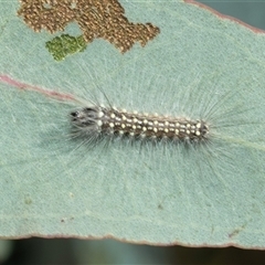 Uraba lugens (Gumleaf Skeletonizer) at Bruce, ACT - 10 Oct 2025 by AlisonMilton