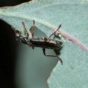 Lemidia subaenea (Clerid beetle) at Bruce, ACT - Yesterday by AlisonMilton