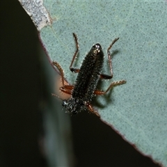 Lemidia subaenea at Bruce, ACT - 10 Oct 2025 09:22 AM