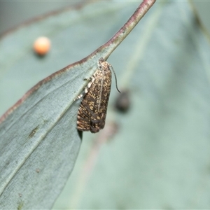 Unverified Concealer moth (Oecophoridae) at Bruce, ACT - Yesterday by AlisonMilton