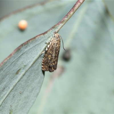 Isochorista panaeolana (A Tortricid moth) at Bruce, ACT - 10 Oct 2025 by AlisonMilton