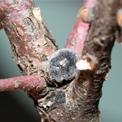 Coccinellidae (family) (Unidentified lady beetle) at Bruce, ACT - 10 Oct 2025 by AlisonMilton