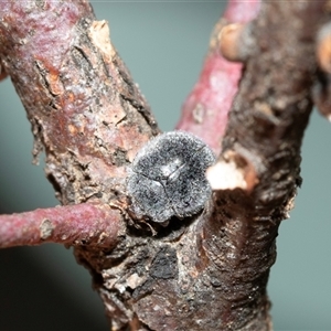 Coccinellidae (family) (Unidentified lady beetle) at Bruce, ACT - Yesterday by AlisonMilton