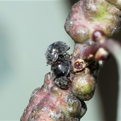 Coccinellidae (family) at Bruce, ACT - 10 Oct 2025 09:27 AM