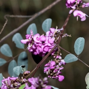 Indigofera australis subsp. australis at Bruce, ACT - Yesterday by AlisonMilton