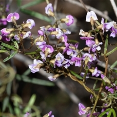 Glycine clandestina (Twining Glycine) at Bruce, ACT - 10 Oct 2025 by AlisonMilton