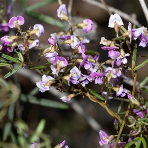 Glycine clandestina at Bruce, ACT - Yesterday by AlisonMilton
