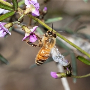 Apis mellifera at Bruce, ACT - Yesterday by AlisonMilton