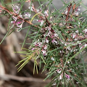 Hakea decurrens subsp. decurrens at Bruce, ACT - 10 Oct 2025 09:43 AM