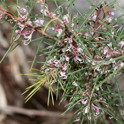 Hakea decurrens subsp. decurrens (Bushy Needlewood) at Bruce, ACT - 10 Oct 2025 by AlisonMilton
