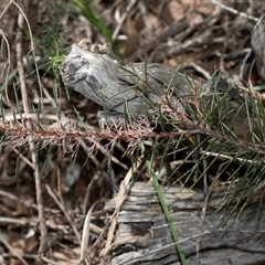 Hakea decurrens subsp. decurrens at Bruce, ACT - 10 Oct 2025 09:43 AM