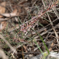 Hakea decurrens subsp. decurrens at Bruce, ACT - 10 Oct 2025 09:43 AM