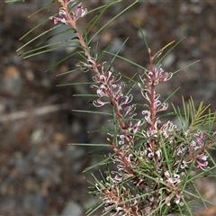 Hakea decurrens subsp. decurrens at Bruce, ACT - 10 Oct 2025 09:43 AM