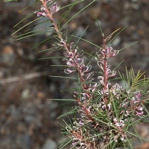Hakea decurrens subsp. decurrens at Bruce, ACT - 10 Oct 2025 09:43 AM