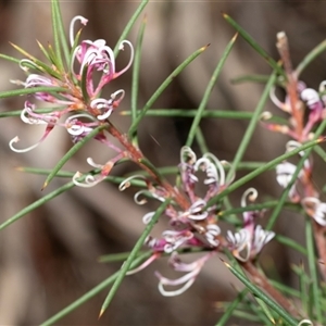Hakea decurrens subsp. decurrens at Bruce, ACT - 10 Oct 2025 09:43 AM