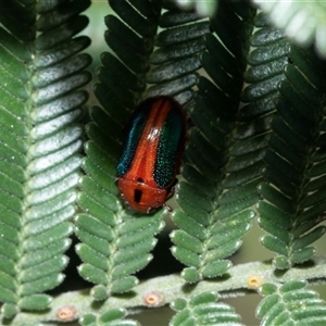 Calomela curtisi (Acacia leaf beetle) at Bruce, ACT - Yesterday by AlisonMilton