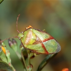 Stauralia sp. (genus) (False stink bug) at Bruce, ACT - 10 Oct 2025 by AlisonMilton