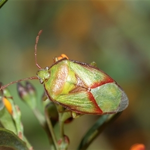 Stauralia sp. (genus) (False stink bug) at Bruce, ACT - Yesterday by AlisonMilton