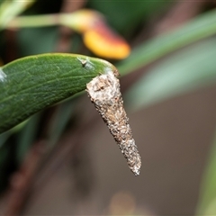 Conoeca or Lepidoscia (genera) IMMATURE (Unidentified Cone Case Moth larva, pupa, or case) at Bruce, ACT - 10 Oct 2025 by AlisonMilton