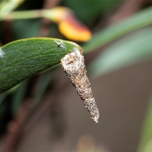 Conoeca or Lepidoscia (genera) IMMATURE (Unidentified Cone Case Moth larva, pupa, or case) at Bruce, ACT - Yesterday by AlisonMilton