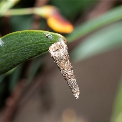 Conoeca or Lepidoscia (genera) IMMATURE (Unidentified Cone Case Moth larva, pupa, or case) at Bruce, ACT - 10 Oct 2025 by AlisonMilton
