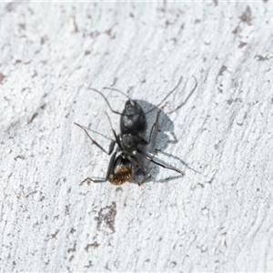 Camponotus aeneopilosus (A Golden-tailed sugar ant) at Bruce, ACT - Yesterday by AlisonMilton