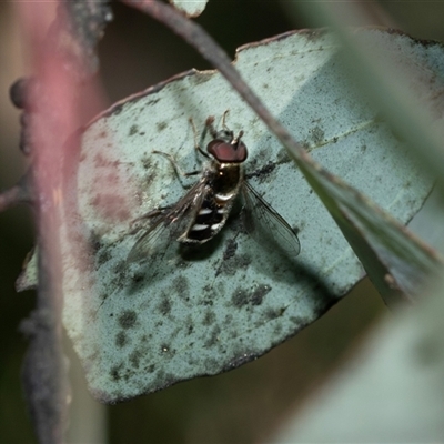 Melangyna collatus (Hover fly) at Bruce, ACT - 10 Oct 2025 by AlisonMilton