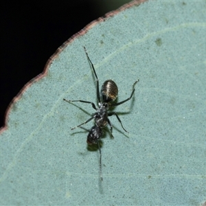 Camponotus aeneopilosus (A Golden-tailed sugar ant) at Bruce, ACT - Yesterday by AlisonMilton